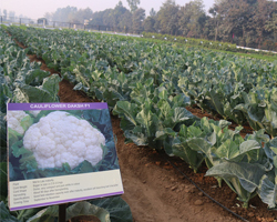 Field Day 2015 at Natwal research farm — winter vegetable varieties display, photo 1