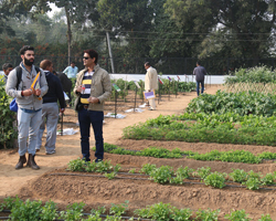 Field Day 2015 at Natwal research farm — winter vegetable varieties display, photo 11