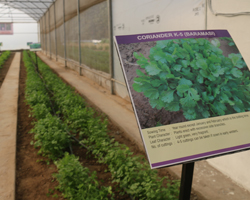 Field Day 2015 at Natwal research farm — winter vegetable varieties display, photo 2