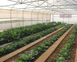 Field Day 2015 at Natwal research farm — winter vegetable varieties display, photo 6