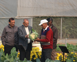 Field Day 2015 at Natwal research farm — winter vegetable varieties display, photo 7