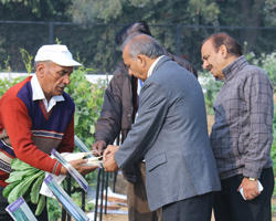Field Day 2015 at Natwal research farm — winter vegetable varieties display, photo 8