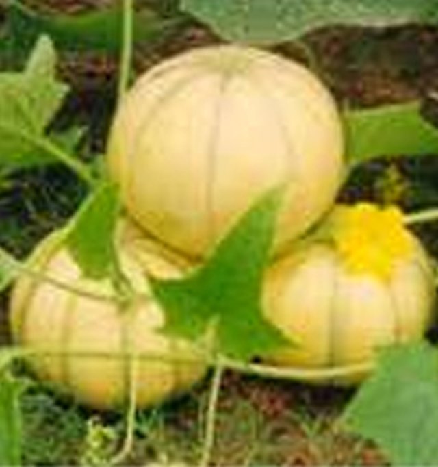 Musk Melon Madhuras — Musk Melon seeds, Durga Seed Farm