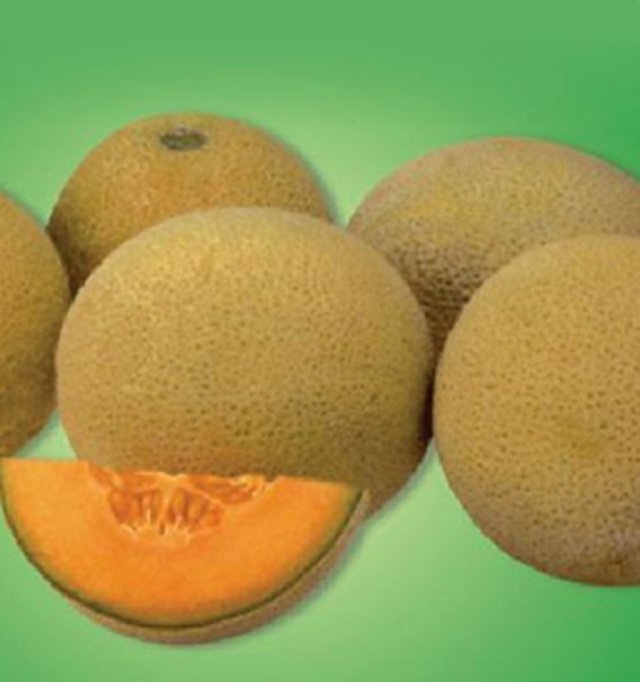 Musk Melon Panjab Sunehri — Musk Melon seeds, Durga Seed Farm