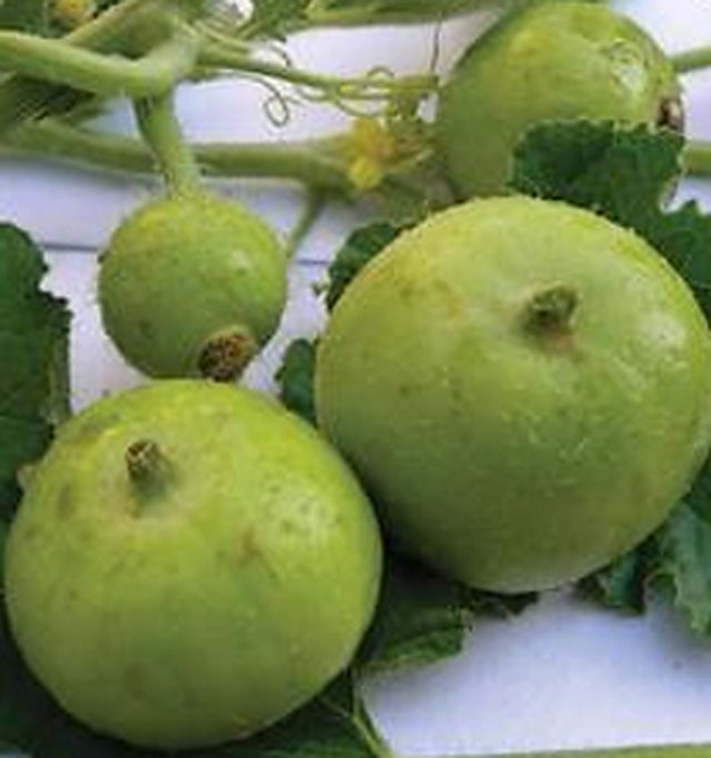 Tinda Punjab Safeed (S-48) — Tinda seeds, Durga Seed Farm
