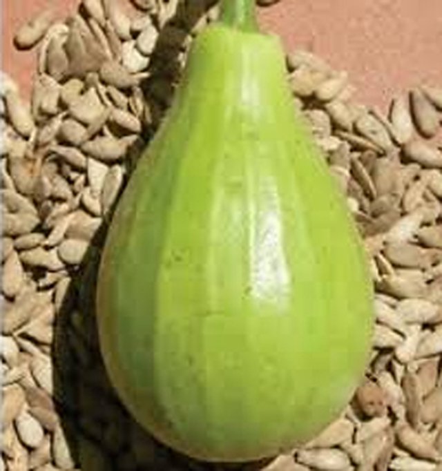 Bottle Gourd Lattu (Bulb Shape) — Bottle Gourd seeds, Durga Seed Farm
