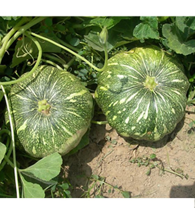 Pumpkin Sadabahar — Pumpkin seeds, Durga Seed Farm