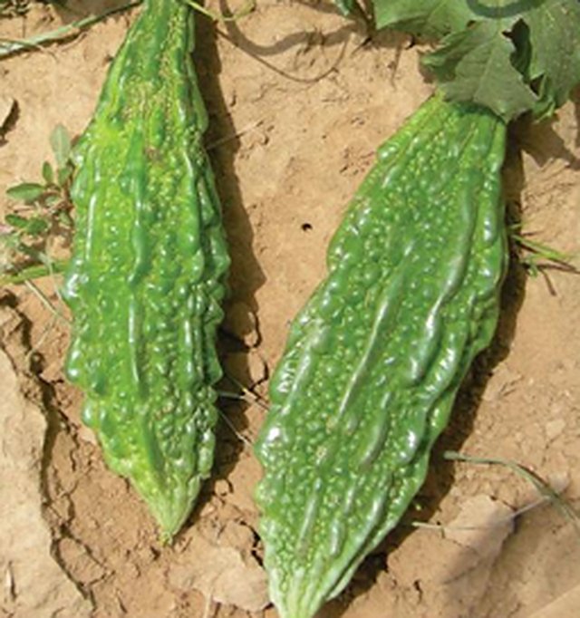 Bitter Gourd Jounpuri — Bitter Gourd seeds, Durga Seed Farm