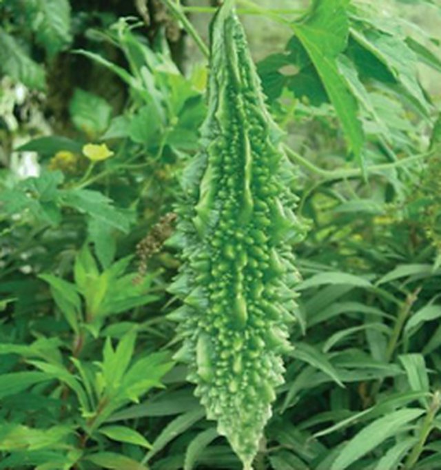 Bitter Gourd Durgesh Research — Bitter Gourd seeds, Durga Seed Farm