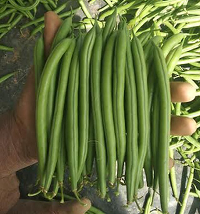 BEANS SAMRAT (POLE BEANS) — French Beans seeds, Durga Seed Farm