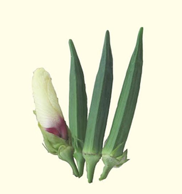 Bhindi Saloni F1 — Bhindi seeds, Durga Seed Farm