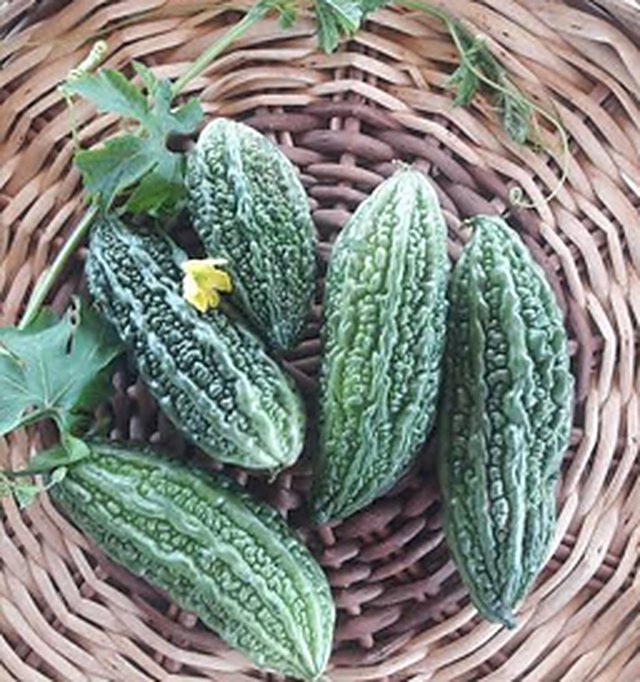 Bitter Gourd Ruchi F1 — Bitter Gourd seeds, Durga Seed Farm