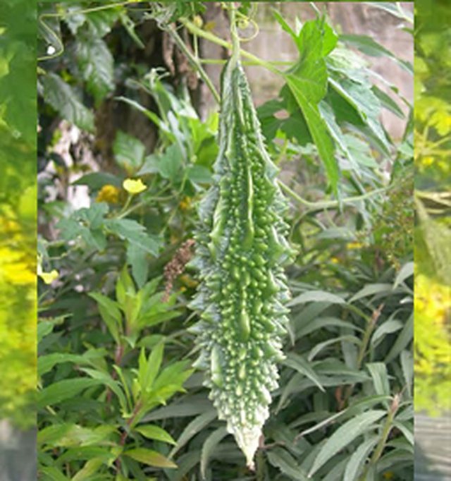 Bitter Gourd Pallavi F1 — Bitter Gourd seeds, Durga Seed Farm
