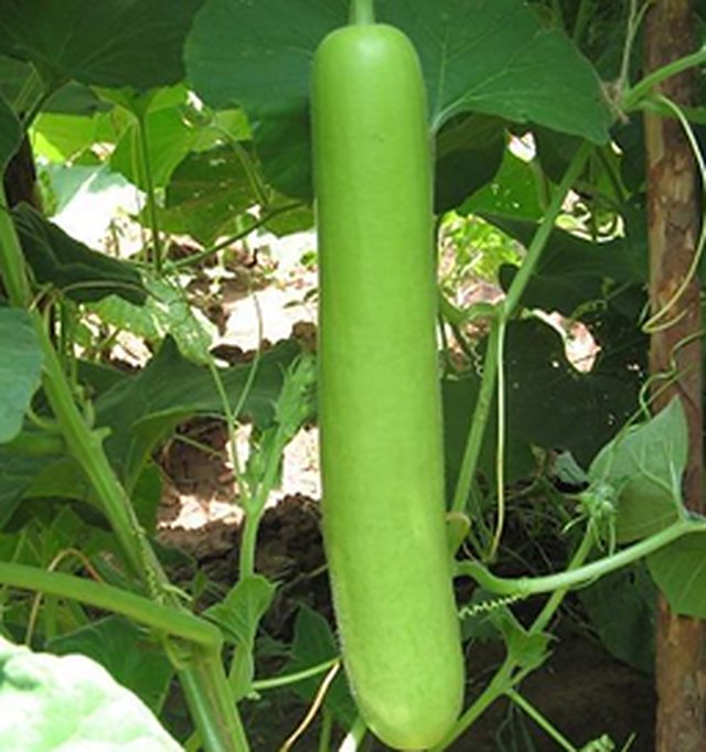 Bottle Gourd Ds – 50 F1 — Bottle Gourd seeds, Durga Seed Farm