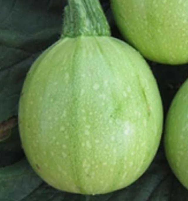 Summer Squash Prince F1 — Summer Squash seeds, Durga Seed Farm