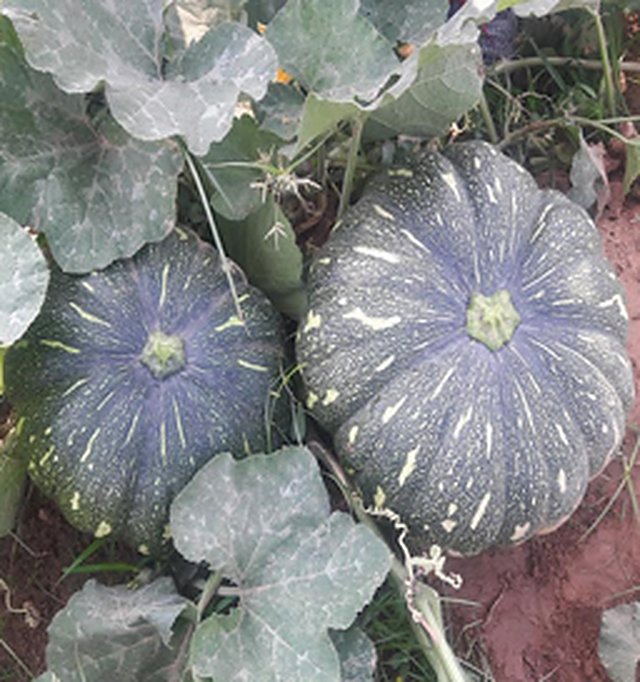 Pumpkin Mira F1 — Pumpkin seeds, Durga Seed Farm