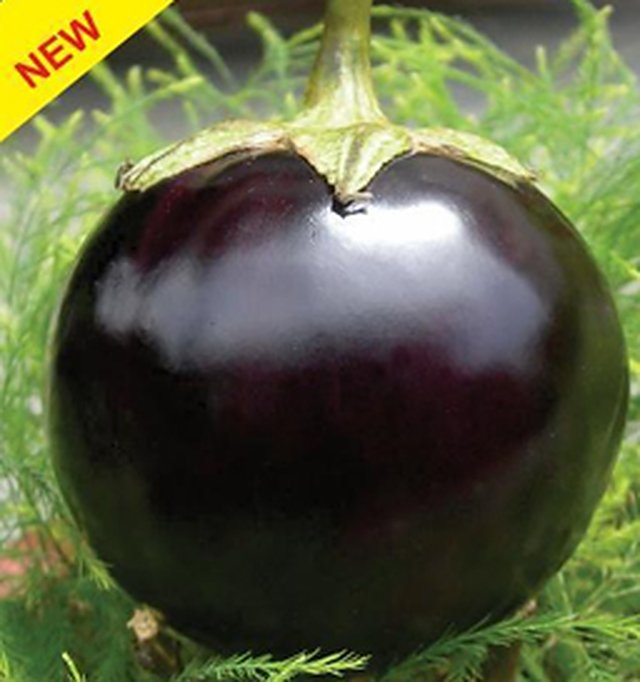 Brinjal Round Black F1 — Brinjal seeds, Durga Seed Farm