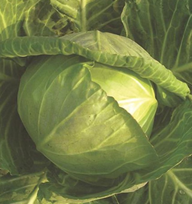 Cabbage Early Forty Days — Cabbage seeds, Durga Seed Farm