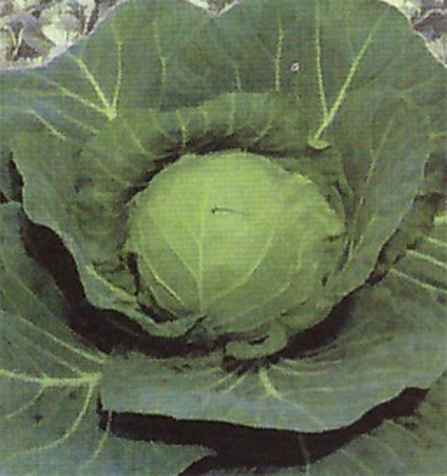Cabbage Express — Cabbage seeds, Durga Seed Farm