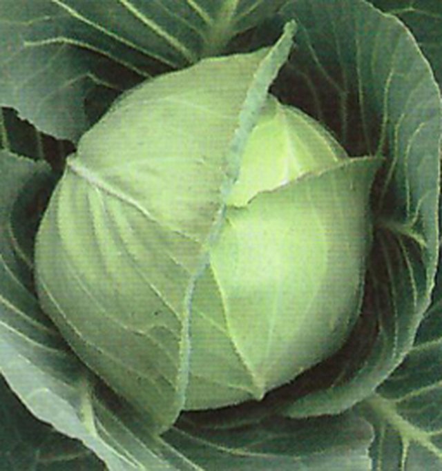 Cabbage Golden Acre — Cabbage seeds, Durga Seed Farm