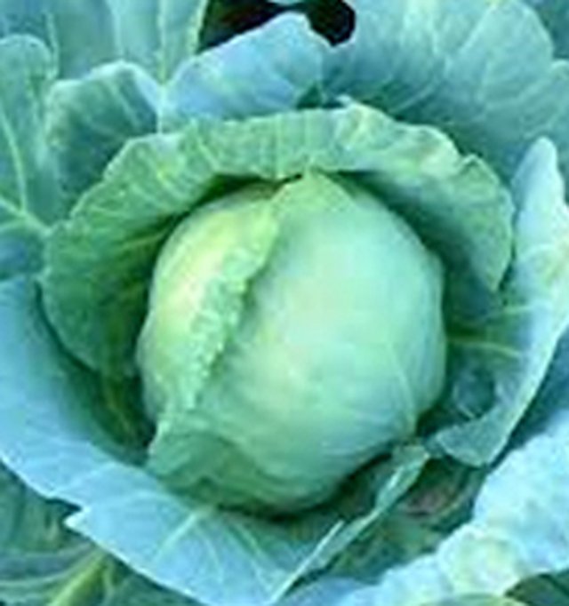 Cabbage Pride of India — Cabbage seeds, Durga Seed Farm
