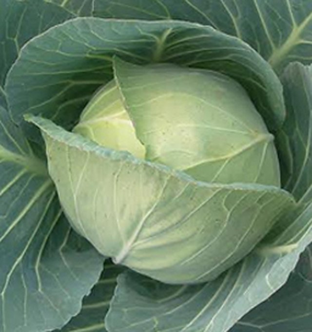 Cabbage Golden Acre (Imp) — Cabbage seeds, Durga Seed Farm
