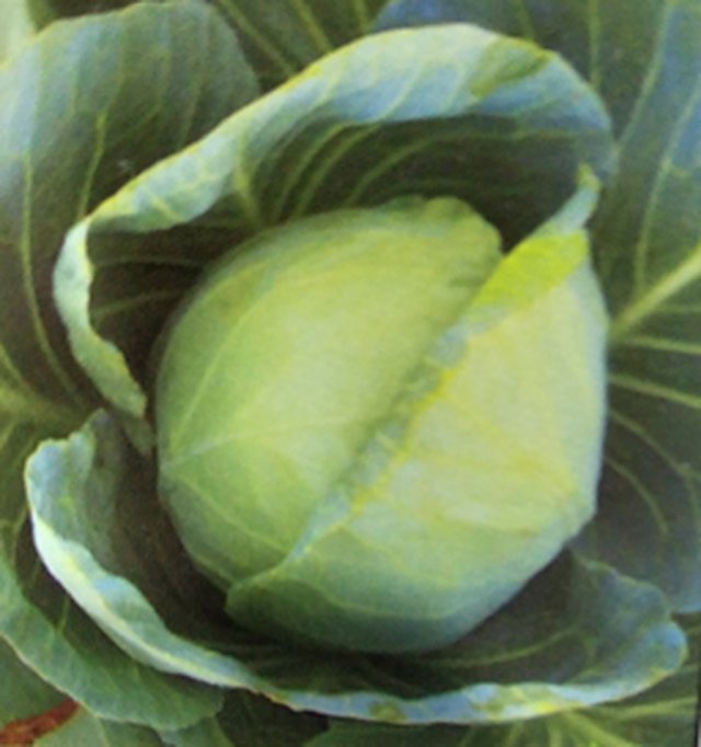 Cabbage Arjun F1 — Cabbage seeds, Durga Seed Farm