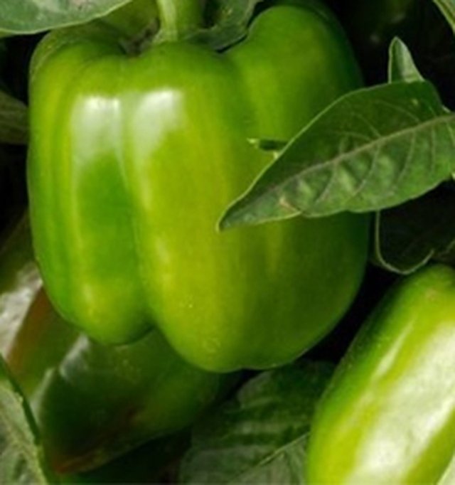 Capsicum Green Wonder F1 — Capsicum seeds, Durga Seed Farm