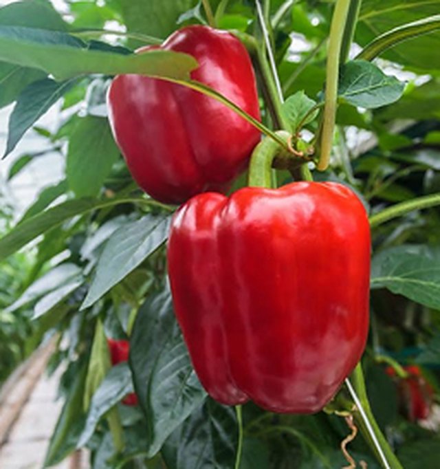 Capsicum Red Wonder F1 — Capsicum seeds, Durga Seed Farm