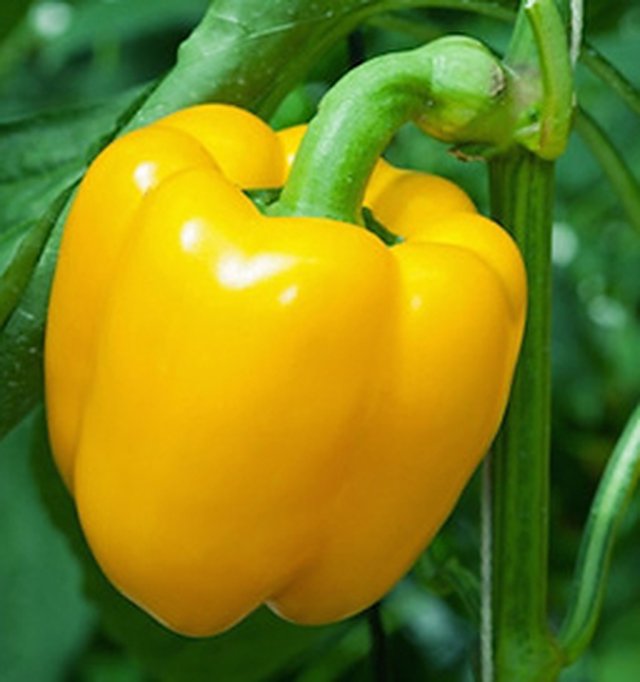 Capsicum Yellow Wonder F1 — Capsicum seeds, Durga Seed Farm