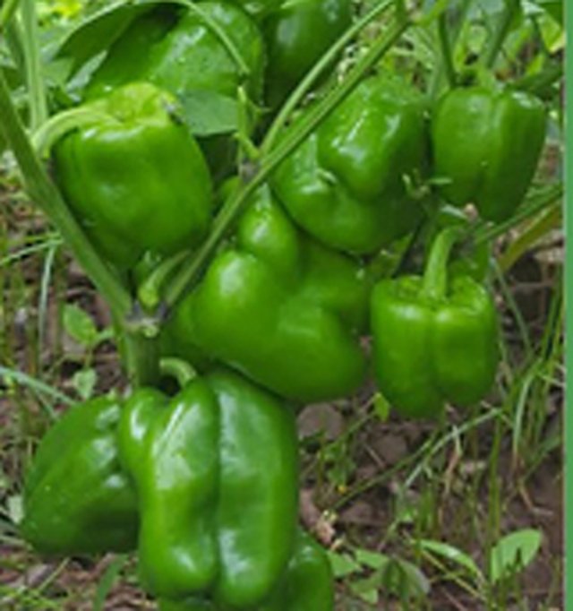 Sweet Pepper Karan 25 F1 — Capsicum seeds, Durga Seed Farm