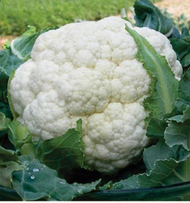 Cauliflower Bharat F1 — Cauliflower seeds, Durga Seed Farm