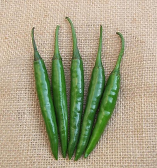 chilli captain f1 — Chilli seeds, Durga Seed Farm