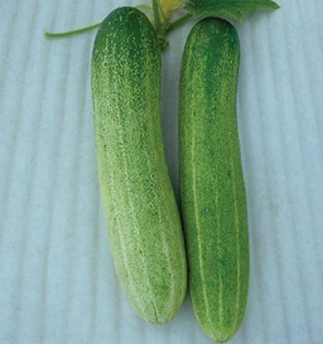 Cucumber Champion F1 — Cucumber seeds, Durga Seed Farm