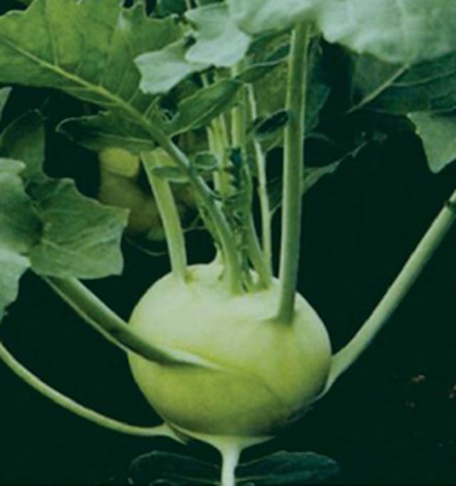 Kohl Rabi Early White Viena — Kohl Rabi seeds, Durga Seed Farm