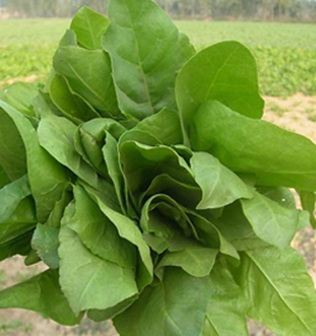 Spinach Super Green — Spinach seeds, Durga Seed Farm