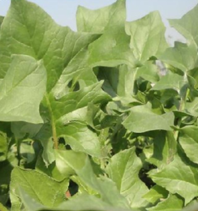Spinach Kantedar — Spinach seeds, Durga Seed Farm
