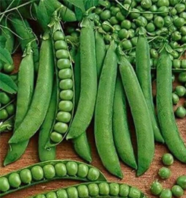 Peas Psm–3 — Peas seeds, Durga Seed Farm