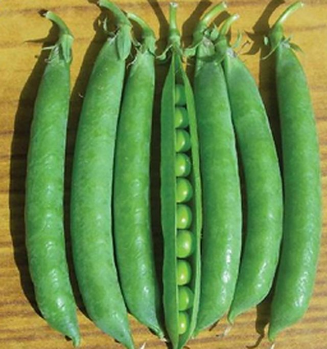 Peas Ds - 10 — Peas seeds, Durga Seed Farm