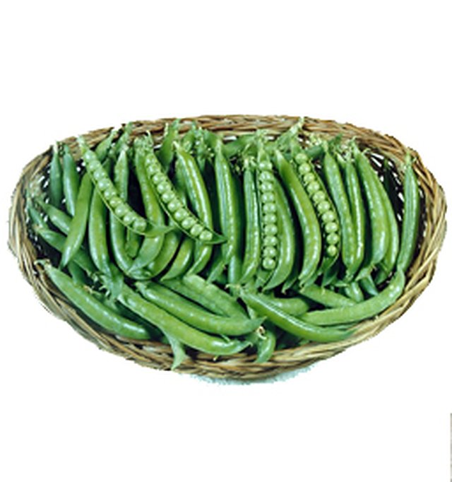 Peas Azad P-3 — Peas seeds, Durga Seed Farm