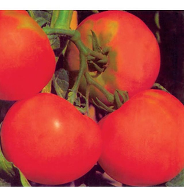 Tomato Pusa Rubi — Tomato seeds, Durga Seed Farm