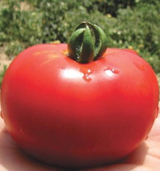 Tomato Pusa Early Dwarf — Tomato seeds, Durga Seed Farm