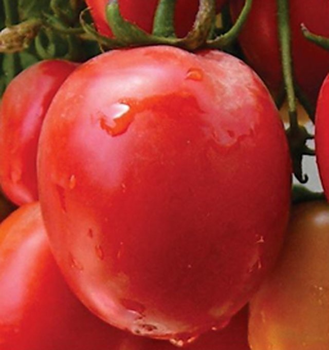Tomato Durgesh Amar — Tomato seeds, Durga Seed Farm
