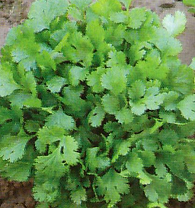 Coriander K-5(Baramasi) — Coriander seeds, Durga Seed Farm