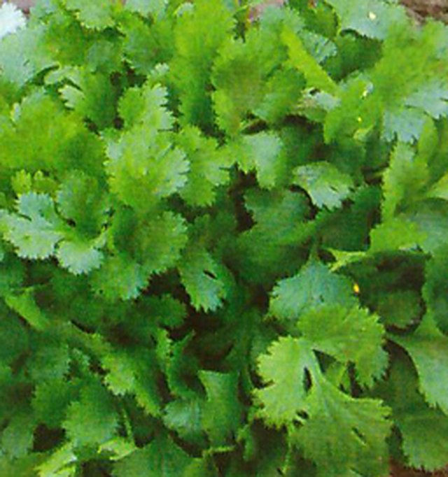 Coriander durgesh 101 — Coriander seeds, Durga Seed Farm