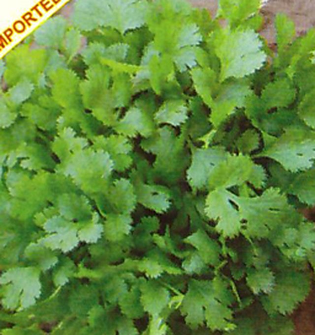 Coriander Khushbu — Coriander seeds, Durga Seed Farm