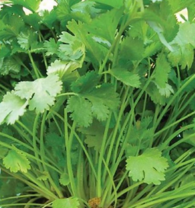 Coriander Karishma (Late Bolting) — Coriander seeds, Durga Seed Farm