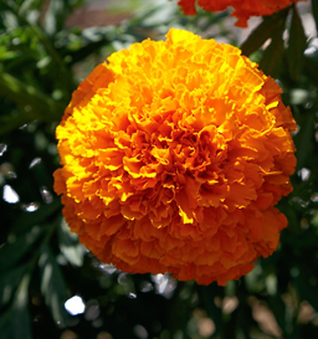 Marigold Orange F1 — Marigold seeds, Durga Seed Farm