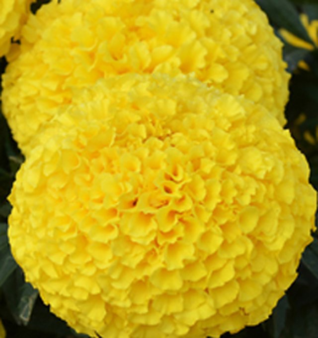 Marigold Yellow F1 — Marigold seeds, Durga Seed Farm