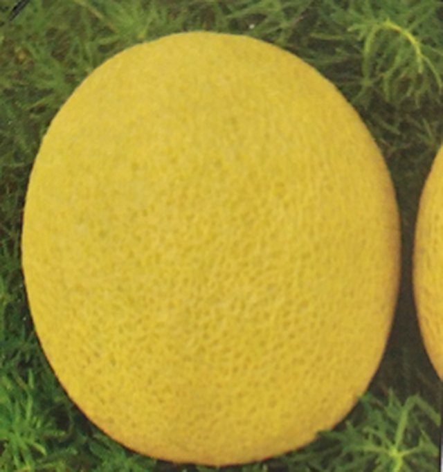 Musk Melon Virat F1 — Musk Melon seeds, Durga Seed Farm